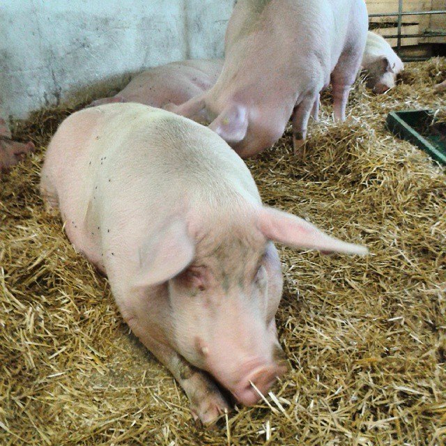 Schwein auf Gut Aiderbichl