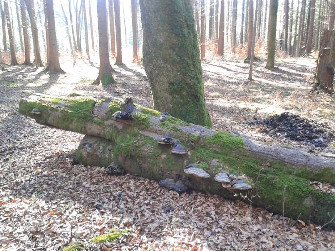 Wanderung durch den Wald bei Aying